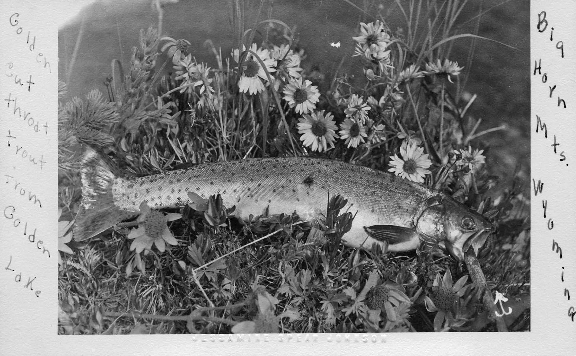Gone Fishing