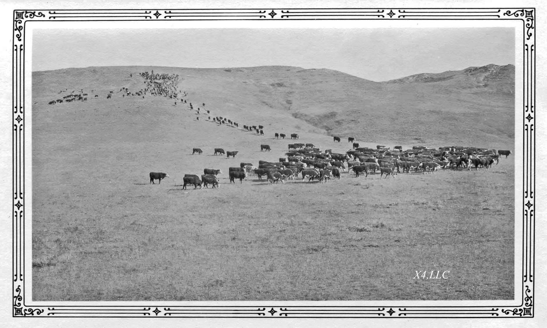 Shipping Before There Were Cattle Trucks.