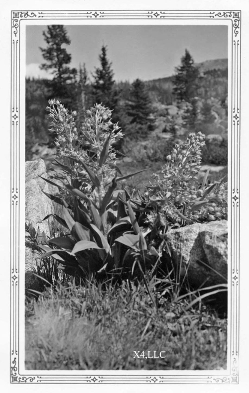 A photo of the plant False Helebore, 1934.