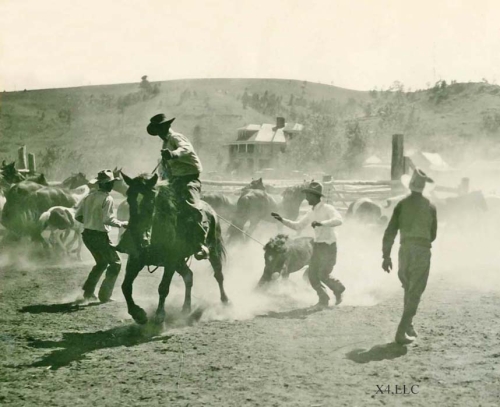 Bringing a colt in for branding, 1930.