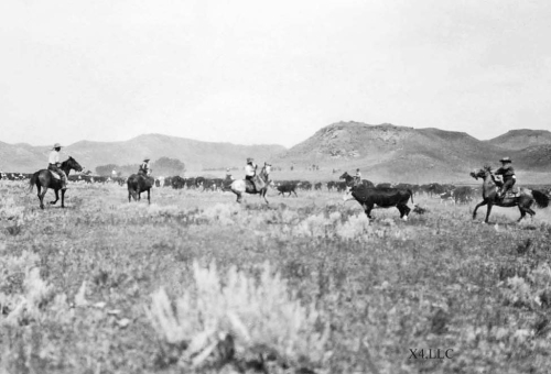 1929, Cutting cattle from the herd, 1929.
