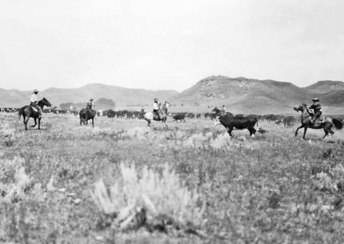 1929, cutting cattle